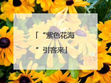 “紫色花海”引客来