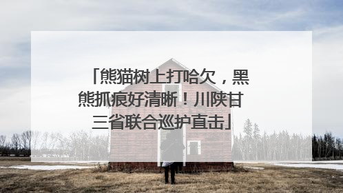 熊猫树上打哈欠，黑熊抓痕好清晰！川陕甘三省联合巡护直击