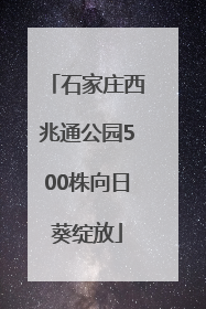 石家庄西兆通公园500株向日葵绽放
