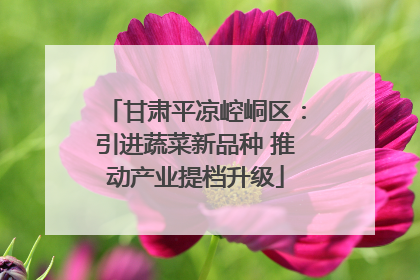 甘肃平凉崆峒区：引进蔬菜新品种 推动产业提档升级
