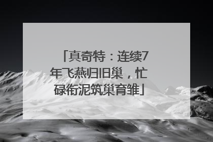 真奇特：连续7年飞燕归旧巢，忙碌衔泥筑巢育雏
