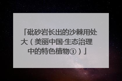 砒砂岩长出的沙棘用处大（美丽中国·生态治理中的特色植物③）