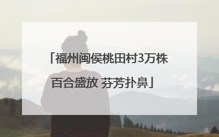福州闽侯桃田村3万株百合盛放 芬芳扑鼻