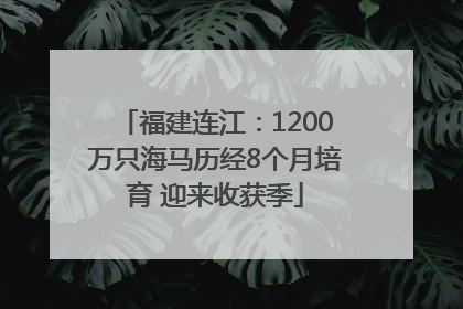 福建连江：1200万只海马历经8个月培育 迎来收获季