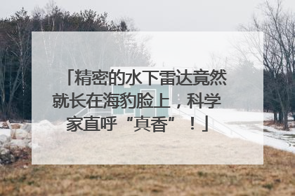 精密的水下雷达竟然就长在海豹脸上，科学家直呼“真香”！
