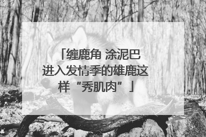 缠鹿角 涂泥巴 进入发情季的雄鹿这样“秀肌肉”
