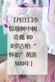丹江口市惊现树中树奇观 800岁古柏“怀胎”黄连500年