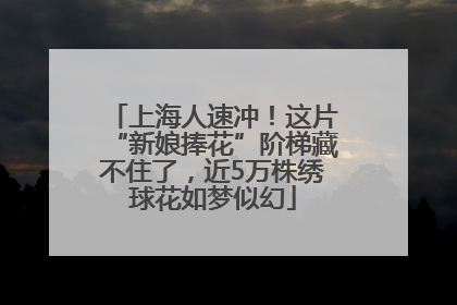 上海人速冲！这片“新娘捧花”阶梯藏不住了，近5万株绣球花如梦似幻