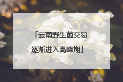 云南野生菌交易逐渐进入高峰期