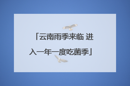 云南雨季来临 进入一年一度吃菌季