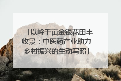 以岭千亩金银花田丰收景：中医药产业助力乡村振兴的生动写照