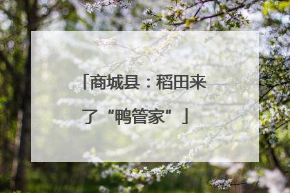 商城县：稻田来了“鸭管家”
