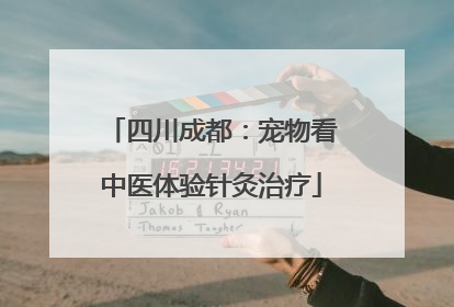 四川成都：宠物看中医体验针灸治疗