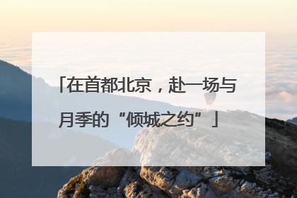 在首都北京，赴一场与月季的“倾城之约”