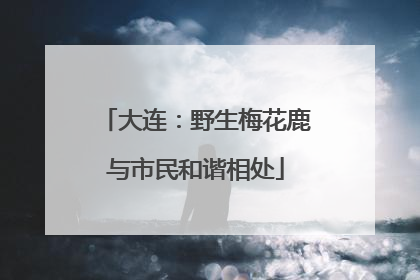 大连：野生梅花鹿与市民和谐相处