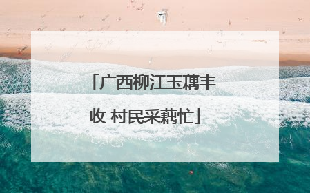 广西柳江玉藕丰收 村民采藕忙