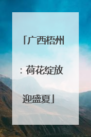 广西梧州：荷花绽放迎盛夏