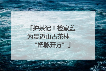 护茶记！检察蓝为景迈山古茶林 “把脉开方”