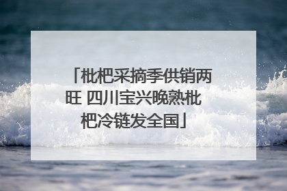 枇杷采摘季供销两旺 四川宝兴晚熟枇杷冷链发全国