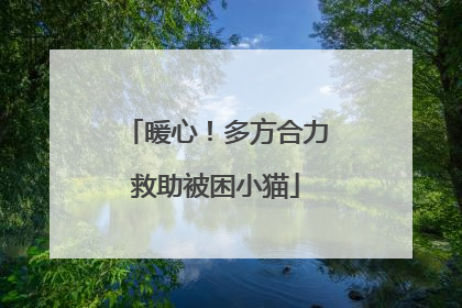暖心！多方合力救助被困小猫