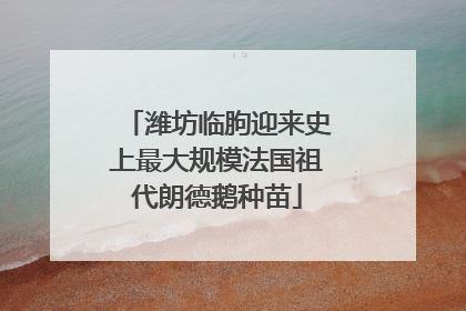 潍坊临朐迎来史上最大规模法国祖代朗德鹅种苗