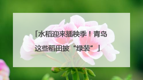 水稻迎来插秧季！青岛这些稻田披“绿装”