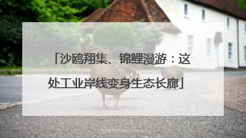 沙鸥翔集、锦鲤漫游：这处工业岸线变身生态长廊