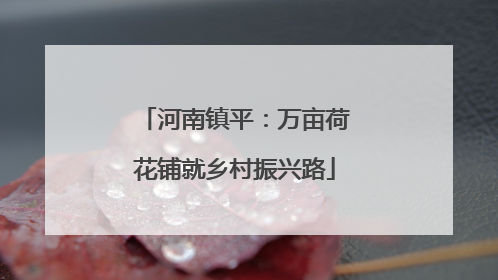 河南镇平：万亩荷花铺就乡村振兴路