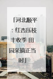 河北顺平：红杏压枝丰收季 田园采摘正当时