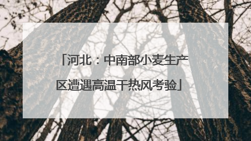 河北：中南部小麦生产区遭遇高温干热风考验