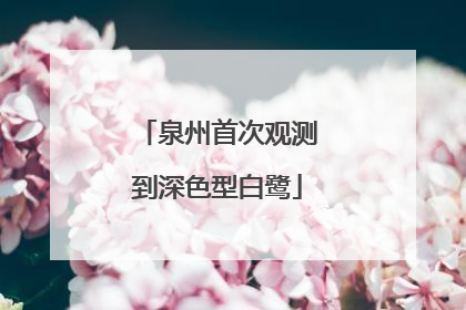 泉州首次观测到深色型白鹭