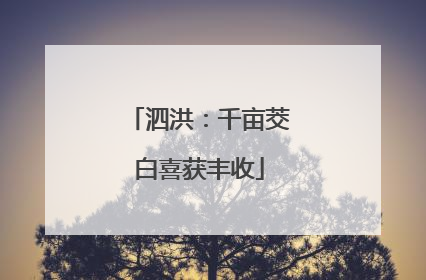 泗洪：千亩茭白喜获丰收