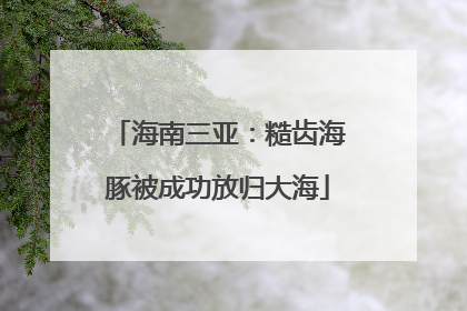 海南三亚：糙齿海豚被成功放归大海