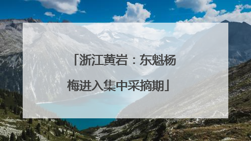 浙江黄岩：东魁杨梅进入集中采摘期