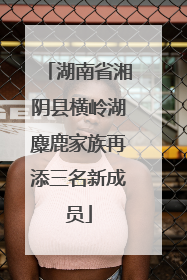 湖南省湘阴县横岭湖麋鹿家族再添三名新成员