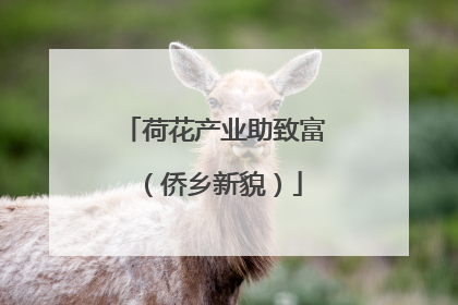 荷花产业助致富（侨乡新貌）