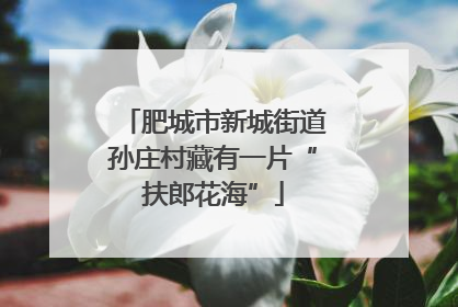 肥城市新城街道孙庄村藏有一片“扶郎花海”