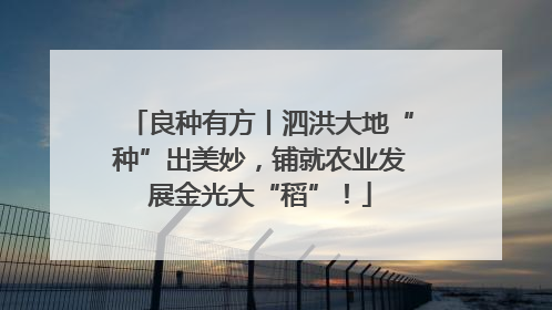 良种有方丨泗洪大地“种”出美妙，铺就农业发展金光大“稻”！