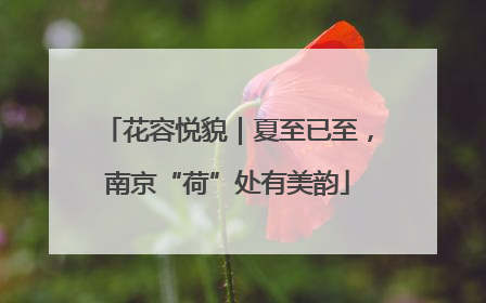 花容悦貌｜夏至已至，南京“荷”处有美韵