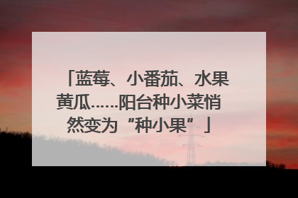 蓝莓、小番茄、水果黄瓜……阳台种小菜悄然变为“种小果”