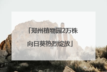 郑州植物园2万株向日葵热烈绽放