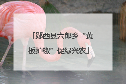 郧西县六郎乡“黄板护椒”促绿兴农