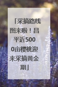 采摘路线图来啦！昌平近5000亩樱桃迎来采摘黄金期