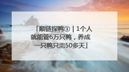 顺链探鸭③｜1个人就能管6万只鸭，养成一只鸭只需50多天