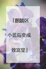 麒麟区：小蓝莓变成致富果