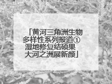 黄河三角洲生物多样性系列报道①湿地修复结硕果 大河之洲展新颜
